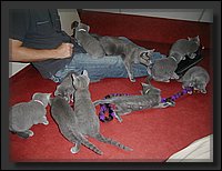 11 - Russisch Blauw Kittens Nicolaya's Cattery.JPG